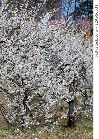Beautiful plum blossoms blooming in early spring at Horyukaku 124956631