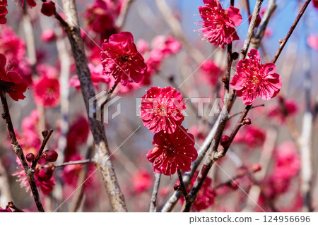 早春鹿兒島紅綻放的美麗梅花 早春鹿兒島紅綻放的美麗梅花 124956696