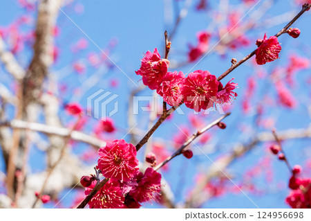 早春鹿兒島紅綻放的美麗梅花 124956698