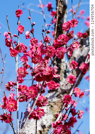 早春鹿兒島紅綻放的美麗梅花 124956704