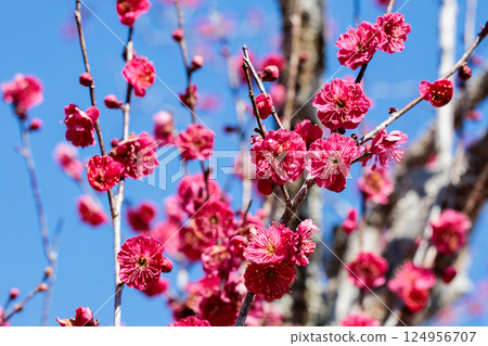 早春鹿兒島紅綻放的美麗梅花 124956707