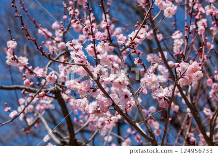 Beautiful plum blossoms blooming in early spring - good luck Beautiful plum blossoms blooming in early spring - good luck 124956733