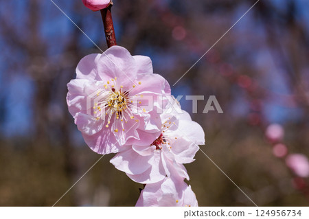 Beautiful plum blossoms blooming in early spring - good luck 124956734
