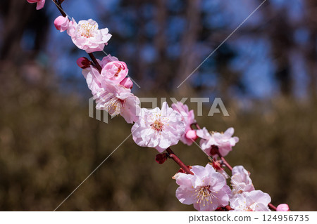 Beautiful plum blossoms blooming in early spring - good luck Beautiful plum blossoms blooming in early spring - good luck 124956735