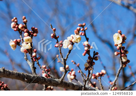 Beautiful plum blossoms blooming in early spring - Red Winter Solstice 124956810