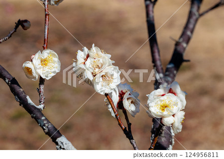 Beautiful plum blossoms blooming in early spring - Red Winter Solstice 124956811
