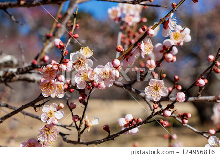 Beautiful plum blossoms blooming in early spring - Red Winter Solstice Beautiful plum blossoms blooming in early spring - Red Winter Solstice 124956816
