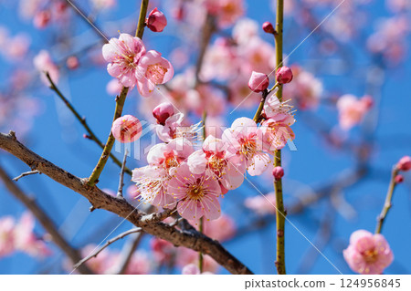 Beautiful plum blossoms that bloom in early spring, Rekkoumei Beautiful plum blossoms that bloom in early spring, Rekkoumei 124956845