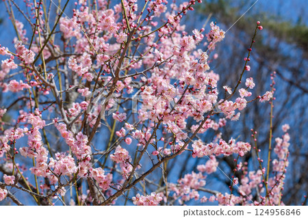 早春綻放的美麗梅花，Rekkoumei 124956846