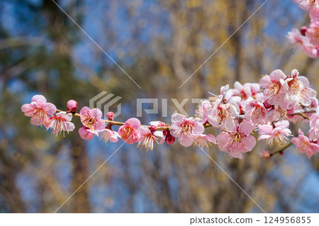 Beautiful plum blossoms that bloom in early spring, Rekkoumei Beautiful plum blossoms that bloom in early spring, Rekkoumei 124956855