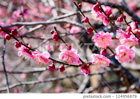 早春綻放的美麗梅花,卡拉拜 早春綻放的美麗梅花,卡拉拜 124956879