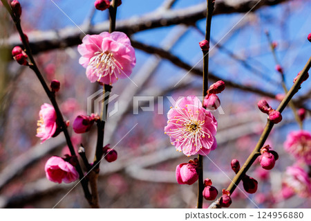 早春綻放的美麗梅花,卡拉拜 早春綻放的美麗梅花,卡拉拜 124956880