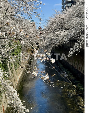 神田川面影橋周圍的櫻花 124956892
