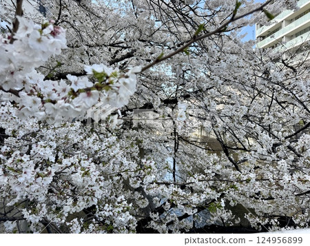 Cherry blossoms around Omokagebashi Bridge on the Kanda River Cherry blossoms around Omokagebashi Bridge on the Kanda River 124956899