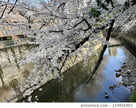 神田川面影橋周圍的櫻花 神田川面影橋周圍的櫻花 124956901