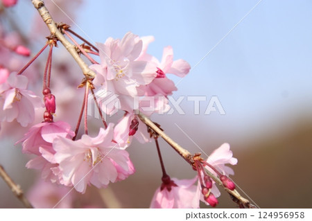 Drooping cherry tree 124956958