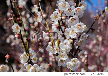 Beautiful plum blossoms blooming in early spring Dwarf winter solstice Beautiful plum blossoms blooming in early spring Dwarf winter solstice 124956963