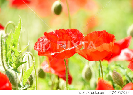 罌粟 罌粟 124957034