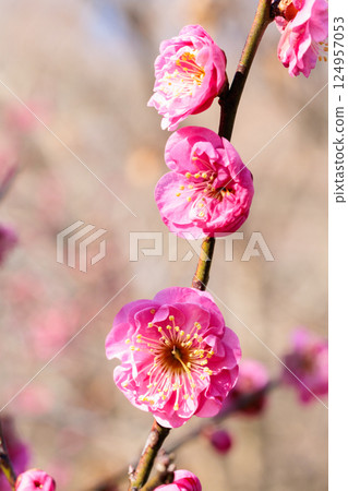 早春八重庵北盛開的美麗梅花 124957053