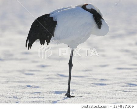 丹頂鶴（休息） 124957109