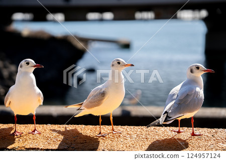 站在鐵軌旁的海鷗 站在鐵軌旁的海鷗 124957124