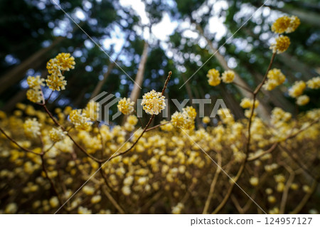 盛開的三椏田 124957127