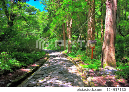 The view of the longest stone-paved approach to the inner shrine of Ogamiyama Shrine in Daisen-Oki National Park, Chugoku region, Daisen Town, Tottori Prefecture (4) The view of the longest stone-paved approach to the inner shrine of Ogamiyama Shrine in Daisen-Oki National Park, Chugoku region, Daisen Town, Tottori Prefecture (4) 124957180