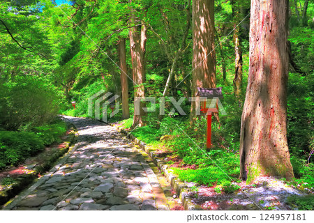 The Chugoku region, Daisen-Oki National Park, Ogamiyama Shrine Okumiya, a view of the stone-paved approach to the shrine that is said to be the longest in Japan, Daisen Town, Tottori Prefecture (5) The Chugoku region, Daisen-Oki National Park, Ogamiyama Shrine Okumiya, a view of the stone-paved approach to the shrine that is said to be the longest in Japan, Daisen Town, Tottori Prefecture (5) 124957181