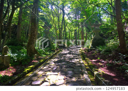 The view of the longest stone-paved approach to the inner shrine of Ogamiyama Shrine in Daisen-Oki National Park, Chugoku region, Daisen Town, Tottori Prefecture (2) 124957183