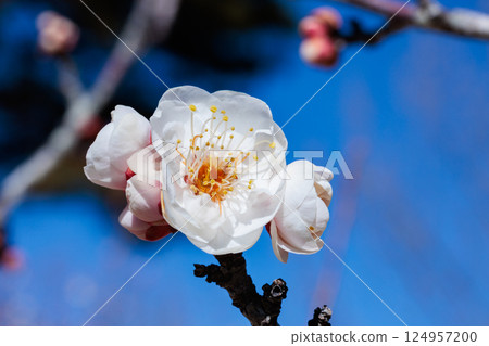 Close-up of beautiful double winter solstice plum blossoms blooming in early spring 124957200