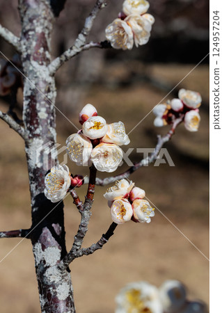 Close-up of beautiful double winter solstice plum blossoms blooming in early spring 124957204