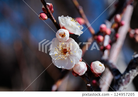 Close-up of beautiful double winter solstice plum blossoms blooming in early spring 124957205