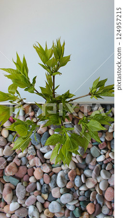 Vertical background for illustrating materials for decorating with natural materials. Pattern of stones and green branches with copy space  124957215