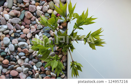 A straight line separates the white background and scattered pebbles with a decorative plant on that line A straight line separates the white background and scattered pebbles with a decorative plant on that line 124957216