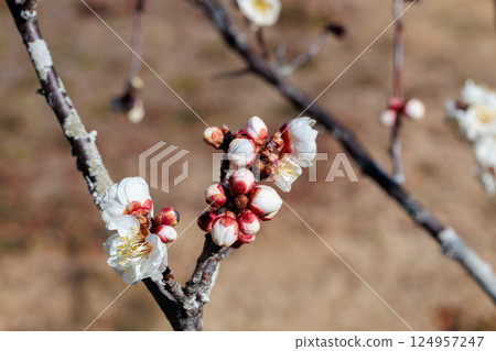Beautiful plum blossoms blooming in early spring: Yaenoume 124957247