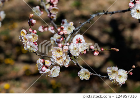 早春盛開的美麗梅花：八之梅 124957310