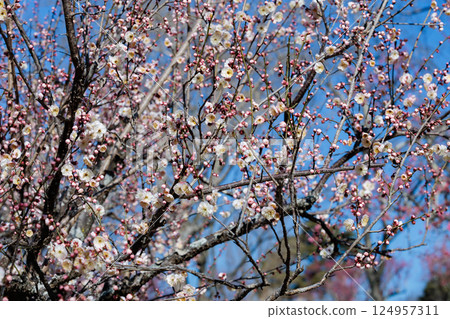 早春盛開的美麗梅花：八之梅 124957311