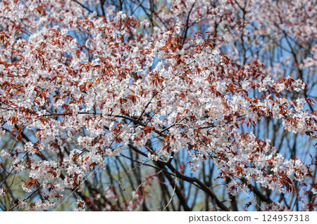 Beautiful Japanese wild cherry blossoms blooming in the forest Beautiful Japanese wild cherry blossoms blooming in the forest 124957318