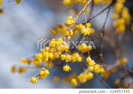 早春盛開的美麗蠟梅花的特寫 124957345