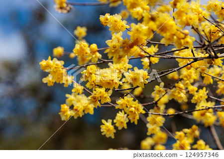 早春盛開的美麗蠟梅花的特寫 124957346