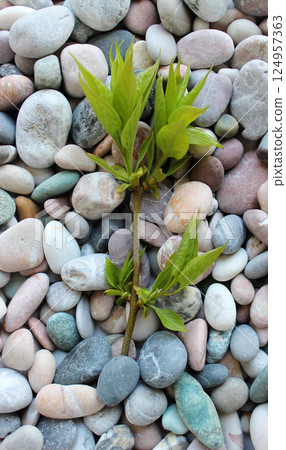 Twig with soft leaves from barely blossoming buds smooth river rocks vertical background Twig with soft leaves from barely blossoming buds smooth river rocks vertical background 124957363