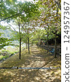 排櫻桃樹 124957367
