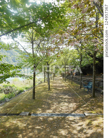 排櫻桃樹 124957367