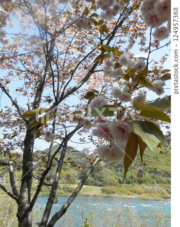 櫻桃樹 124957368