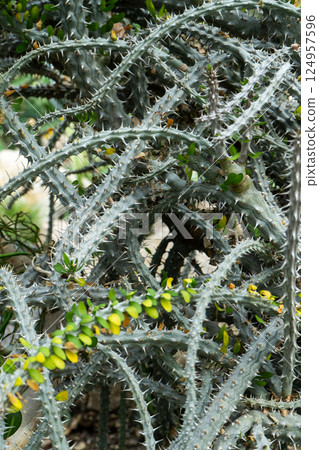 Alluaudia flower plant. Thorns and spines on the branches. 124957596