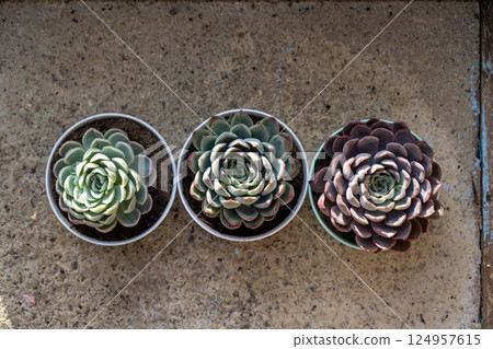 Succulent plants echeveria in pots, indoor flower 124957615