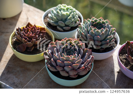 Succulent plants echeveria in pots, indoor flower 124957636