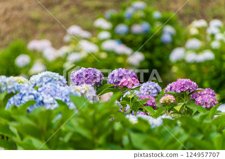 Colorful hydrangeas bloom in an early summer garden Colorful hydrangeas bloom in an early summer garden 124957707