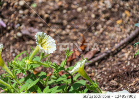 Yellowish white petunias blooming in a spring garden Yellowish white petunias blooming in a spring garden 124957908