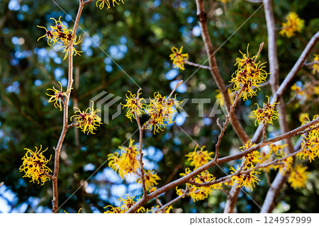 Witch Hazel Balmstead Gold with yellow flowers that bloom in early spring Witch Hazel Balmstead Gold with yellow flowers that bloom in early spring 124957999